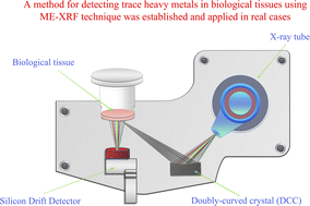 Graphical abstract: Simultaneous detection of trace As, Hg, Tl, and Pb in biological tissues using monochromatic excitation X-ray fluorescence spectrometry