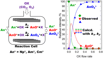 Graphical abstract: Reaction of Np, Am, and Cm ions with CO2 and O2 in a reaction cell in triple quadrupole inductively coupled plasma mass spectrometry