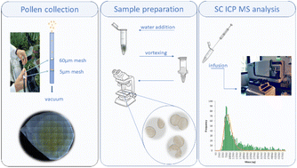 Graphical abstract: Single cell ICP-MS as a powerful analytical tool to determine metal content in individual pollen grains