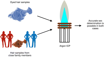 Graphical abstract: Validation and expansion of sex determination method through analysis of human hair using electrothermal vaporization coupled to inductively coupled plasma optical emission spectrometry