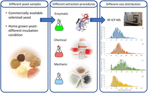 Graphical abstract: Critical evaluation of sample preparation for SP-ICP-MS determination of selenium nanoparticles in microorganisms – focus on yeast