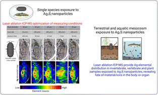 Graphical abstract: High throughput laser ablation ICP-MS bioimaging of silver distribution in animal organisms and plant tissue after exposure to silver sulfide nanoparticles