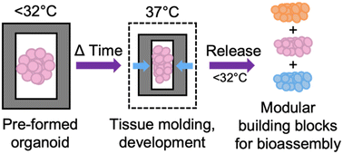 Graphical abstract: Compressive molding of engineered tissues via thermoresponsive hydrogel devices