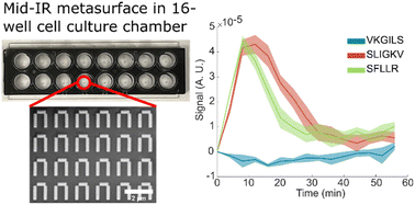 Graphical abstract: Metasurface-enhanced infrared spectroscopy in multiwell format for real-time assaying of live cells