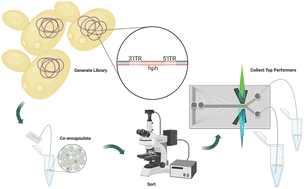 Graphical abstract: Temporal sorting of microdroplets can identify productivity differences of itaconic acid from libraries of Yarrowia lipolytica