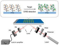 Graphical abstract: Non-fouling polymer brush grafted fluorine-doped tin oxide enabled optical and chemical enhancement for sensitive label-free antibody microarrays
