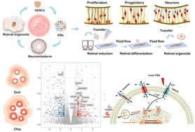 Graphical abstract: A controllable perfusion microfluidic chip for facilitating the development of retinal ganglion cells in human retinal organoids