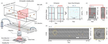 Graphical abstract: Holographic flow scanning cytometry overcomes depth of focus limits and smartly adapts to microfluidic speed
