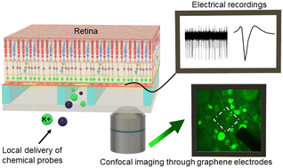 Graphical abstract: Graphene-based microfluidic perforated microelectrode arrays for retinal electrophysiological studies