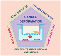 Graphical abstract: The deformation of cancer cells through narrow micropores holds the potential to regulate genes that impact cancer malignancy