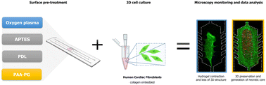 Graphical abstract: Surface modifications of COP-based microfluidic devices for improved immobilisation of hydrogel proteins: long-term 3D culture with contractile cell types and ischaemia model