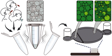 Graphical abstract: Viral load quantitation at the point-of-care with shaken digital droplet RT-LAMP