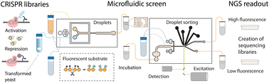 Graphical abstract: Large scale microfluidic CRISPR screening for increased amylase secretion in yeast