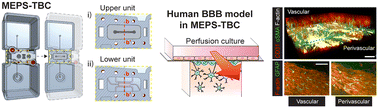 Graphical abstract: Manufactured tissue-to-tissue barrier chip for modeling the human blood–brain barrier and regulation of cellular trafficking