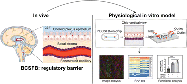 Graphical abstract: Bioengineering of a human physiologically relevant microfluidic blood–cerebrospinal fluid barrier model