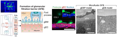 Graphical abstract: Glomerular filtration barrier modeling on a chip with tunable basement membrane deposition and 3D cultured podocytes