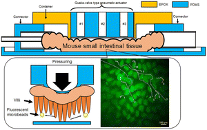 Graphical abstract: Development of a microfluidic device to observe dynamic flow around the villi generated by deformation of small intestinal tissue