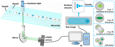 Graphical abstract: Real-time fluorescence imaging flow cytometry enabled by motion deblurring and deep learning algorithms