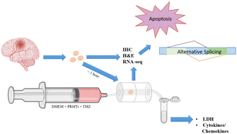 Graphical abstract: Investigating the effects of arginine methylation inhibitors on microdissected brain tumour biopsies maintained in a miniaturised perfusion system