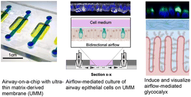 Graphical abstract: Bidirectional airflow in lung airway-on-a-chip with matrix-derived membrane elicits epithelial glycocalyx formation