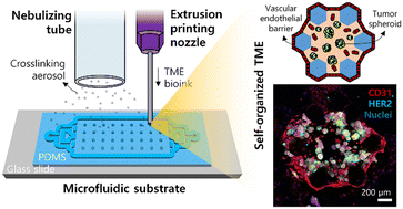 Graphical abstract: Fabrication of a self-assembled and vascularized tumor array via bioprinting on a microfluidic chip