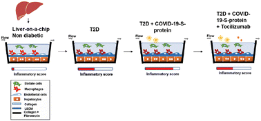 Graphical abstract: Modeling mechanisms underlying differential inflammatory responses to COVID-19 in type 2 diabetes using a patient-derived microphysiological organ-on-a-chip system