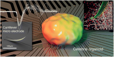 Graphical abstract: Protruding cantilever microelectrode array to monitor the inner electrical activity of cerebral organoids