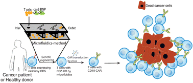 Graphical abstract: Development of a microfluidic cell transfection device into gene-edited CAR T cell manufacturing workflow