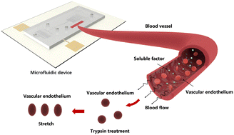 Graphical abstract: A microfluidic platform integrating dynamic cell culture and dielectrophoretic manipulation for in situ assessment of endothelial cell mechanics
