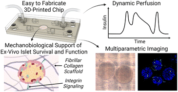 Graphical abstract: Islet-on-chip: promotion of islet health and function via encapsulation within a polymerizable fibrillar collagen scaffold