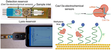 Graphical abstract: A point-of-care microfluidic biosensing system for rapid and ultrasensitive nucleic acid detection from clinical samples