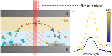 Graphical abstract: Probing membrane hydration in microfluidic polymer electrolyte membrane electrolyzers via operando synchrotron Fourier-transform infrared spectroscopy
