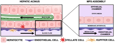 Graphical abstract: Acrylic-based culture plate format perfusion device to establish liver endothelial–epithelial interface
