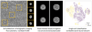Graphical abstract: Label-free cell classification in holographic flow cytometry through an unbiased learning strategy