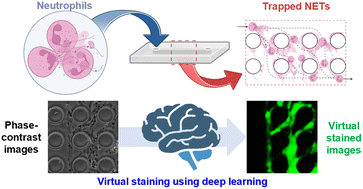 Graphical abstract: Label-free virtual staining of neutrophil extracellular traps (NETs) in microfluidics