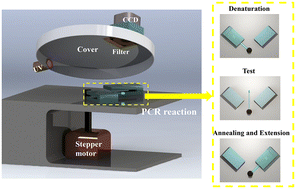 Graphical abstract: Portable rotary PCR system for real-time detection of Pseudomonas aeruginosa in milk