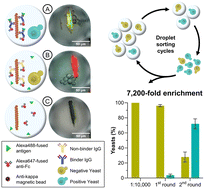 Graphical abstract: Efficient full-length IgG secretion and sorting from single yeast clones in droplet picoreactors