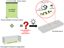 Graphical abstract: A microscale system for in situ investigation of immobilized microalgal cell resistance against liquid flow in the early inoculation stage