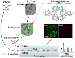 Graphical abstract: In situ investigation of detoxification and metabolic effects of polyfluoroalkyl substances on metal–organic frameworks combined with cell-cultured microfluidics