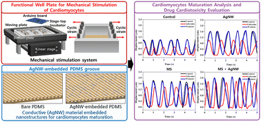 Graphical abstract: Enhanced cardiomyocyte structural and functional anisotropy through synergetic combination of topographical, conductive, and mechanical stimulation