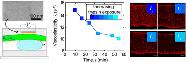 Graphical abstract: In situ measurement of viscoelastic properties of cellular monolayers via graphene strain sensing of elastohydrodynamic phenomena