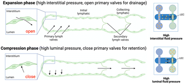 Graphical abstract: A human initial lymphatic chip reveals distinct mechanisms of primary lymphatic valve dysfunction in acute and chronic inflammation