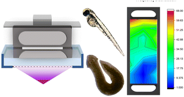 Graphical abstract: 3D printed porous membrane integrated devices to study the chemoattractant induced behavioural response of aquatic organisms