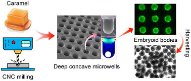 Graphical abstract: Reflow-molded deep concave microwell arrays for robust and large-scale production of embryoid bodies