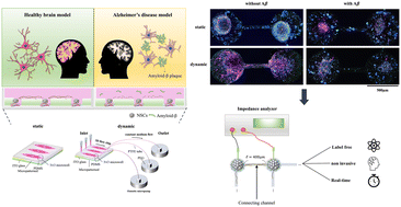 Graphical abstract: Comparison between dynamic versus static models and real-time monitoring of neuronal dysfunction in an amyloid-β induced neuronal toxic model on a chip platform