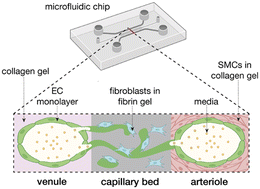 Graphical abstract: Development of a perfusable, hierarchical microvasculature-on-a-chip model