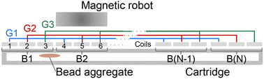 Graphical abstract: Programmable magnetic robot (ProMagBot) for automated nucleic acid extraction at the point of need