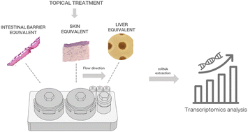 Graphical abstract: Combining a microphysiological system of three organ equivalents and transcriptomics to assess toxicological endpoints for cosmetic ingredients