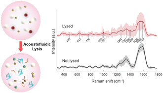 Graphical abstract: Acoustofluidic lysis of cancer cells and Raman spectrum profiling