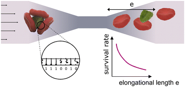 Graphical abstract: Survival of P. falciparum infected red blood cell aggregates in elongational shear flow